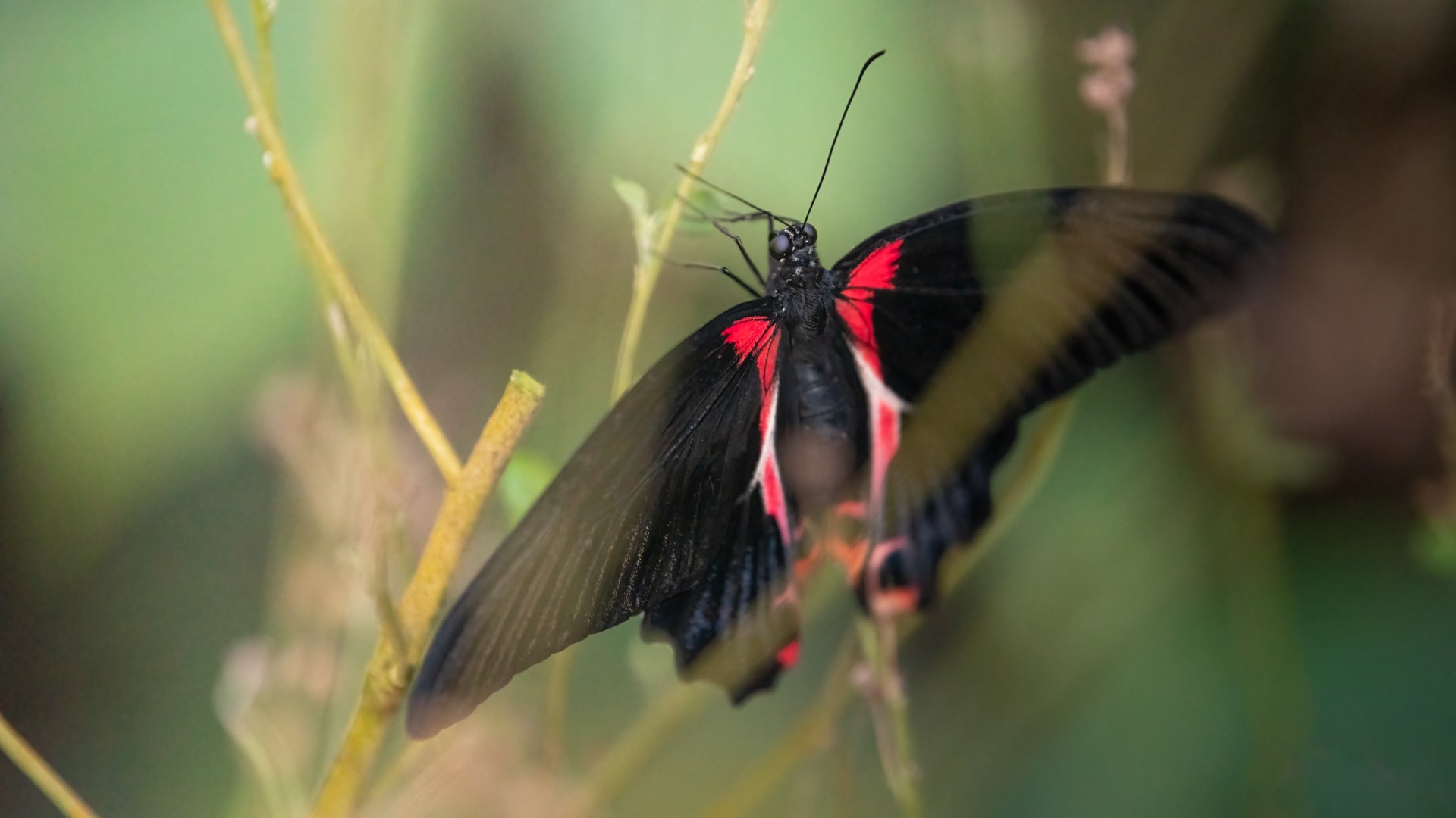 Papiliorama